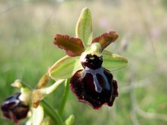 Ophrys sphegodes passionis