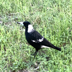 Gymnorhina tibicen dorsalis