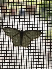 Chloropteryx tepperaria