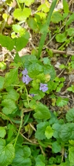 Glechoma hederacea