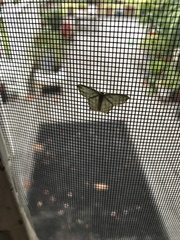 Chloropteryx tepperaria