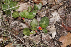 Gastrolobium latifolium
