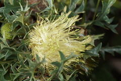 Banksia armata