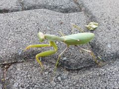 Sphodromantis