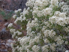 Cassinia laevis