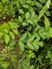 Rubus coreanus