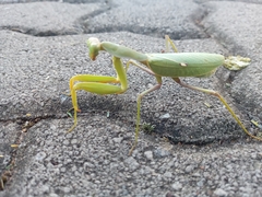 Sphodromantis