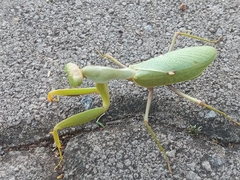 Sphodromantis