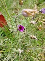 Pulsatilla vulgaris