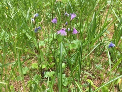 Soldanella