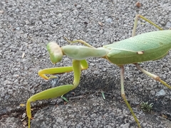 Sphodromantis
