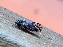 Cacopsylla pulchella