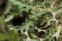 Banksia armata