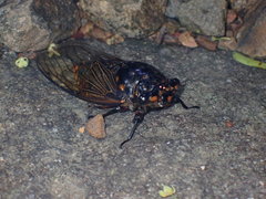 Cryptotympana mandarina