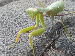 Sphodromantis