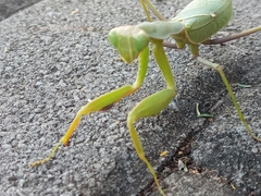 Sphodromantis