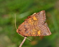 Amphipoea crinanensis