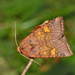 Crinan Ear - Photo (c) Pavel Gorbunov, some rights reserved (CC BY-NC), uploaded by Pavel Gorbunov