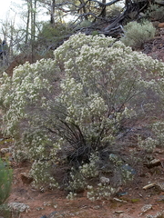 Cassinia laevis