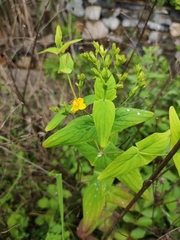 Hypericum sampsonii