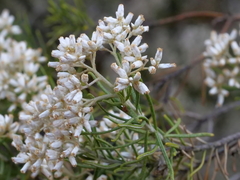 Cassinia laevis