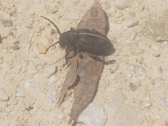 Cribridorcadion