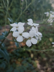 Hesperis matronalis