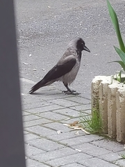 Corvus cornix