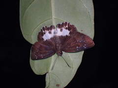 Tagiades menaka