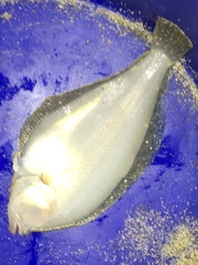 Citharichthys stigmaeus