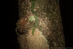 Rhinerrhiza divitiflora