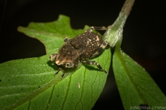 Poropterus bisignatus