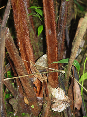 Cyathea pilosissima