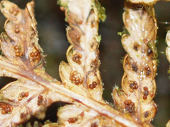 Cyathea pilosissima