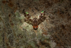Leucophenga regina