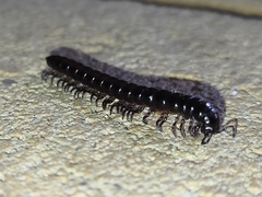 Antichiropus variabilis