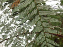 Cyathea pilosissima