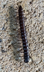 Antichiropus variabilis