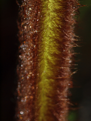 Cyathea pilosissima