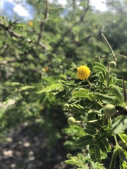 Vachellia tortuosa