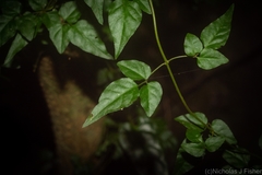 Jasminum singuliflorum