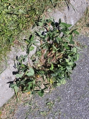 Angiospermae