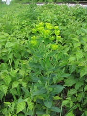 Euphorbia iberica