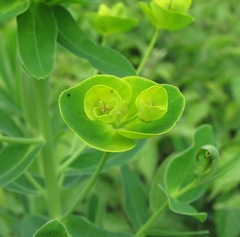 Euphorbia iberica