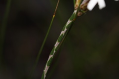 Lysinema pentapetalum