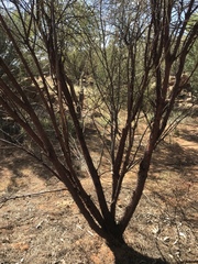 Acacia gibbosa
