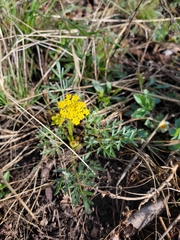 Pseudocymopterus