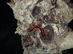 Helicorthomorpha