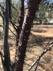Acacia gibbosa