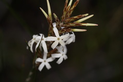 Lysinema pentapetalum